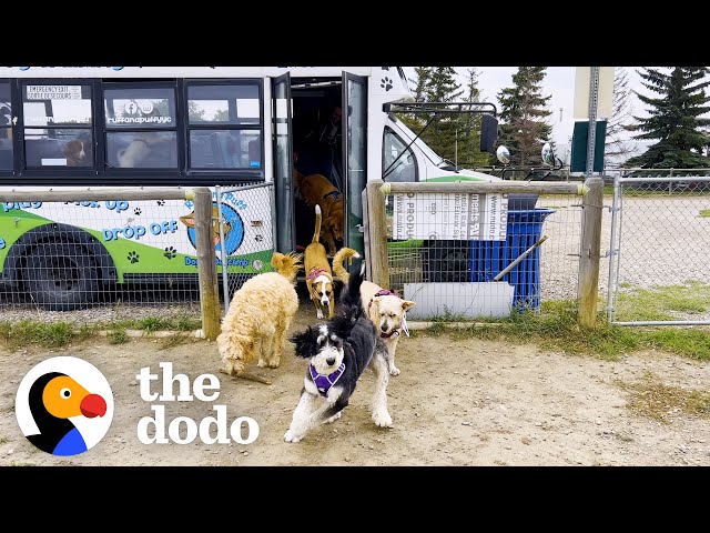 Guy Drives A School Bus Full Of Dogs | The Dodo class=