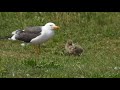 Lesser Black-backed Gull pair with 6 chicks part 3 - 20180611