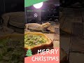 Merry Christmas from Spiro #pcf_funny_royals #animals #pets#petlover#reptile#lizard#bearddragon#