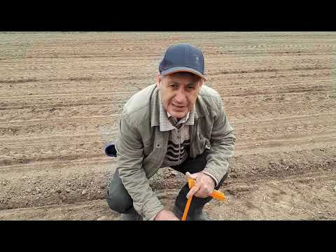 Посев сахарной свеклы.