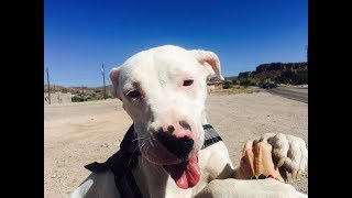 Feral Pit Bull Puppy Saved From Mexico + Thanks For Your Support (And A Surprise Visitor)