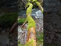 Nature Walk