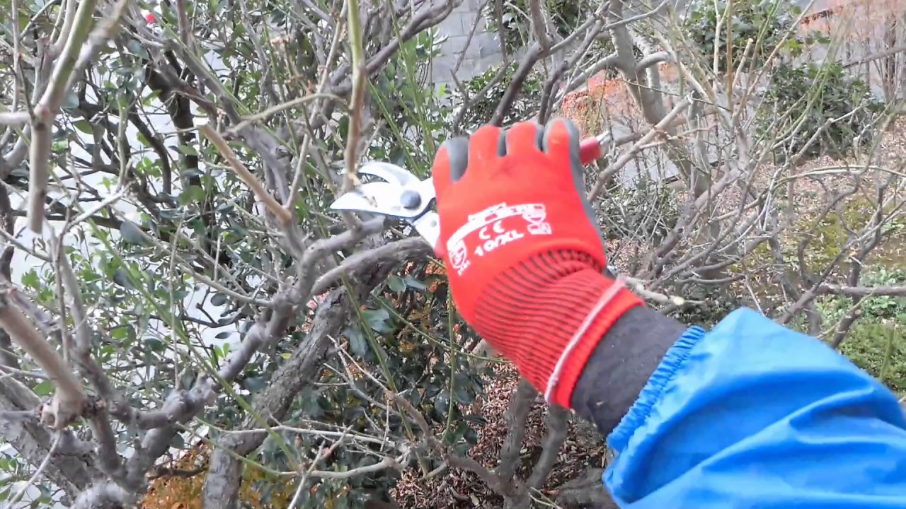 Plum Pruning Fall Youtube