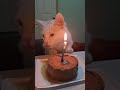 Gatita cumpleañera 2 años #2024 #michisbonitos #gatos #catfollowers #cat #michi #viral