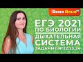 ЕГЭ по биологии 2021 | Дыхательная система | Задание №22, №23, №24 | Ясно Ясно ЕГЭ