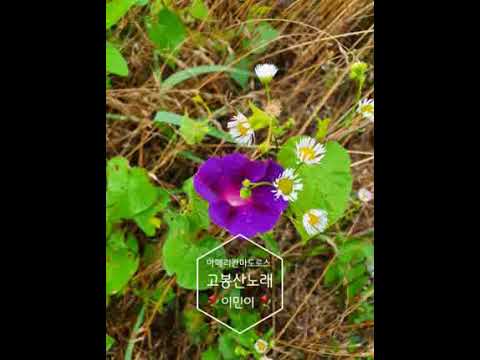 아메리칸마도로스 고봉산노래(이민이)꾀꼬리목소리 🧨🧨🧨