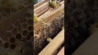 Polen Getiren Arılarımız - #arıcılık #bee #beekeeper #honey #farm #beekeeping #agro #savethebees