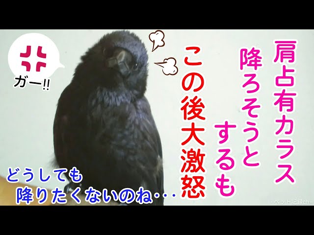 【主の肩独占】肩に乗り甘えるカラスが降りてくれません･･･。 怪しアダルト猫＆美顔姐御＆女装犬w 20190816、カラス＆四つ足トリオ