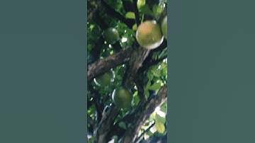 Penampakan Buah Maja Mendadak Viral #short  @BABAD BUMI JAWA