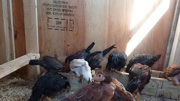 Qaib hmoob nyob mekas