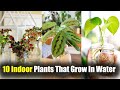 10 Amazing Indoor Plants That Grow In Water