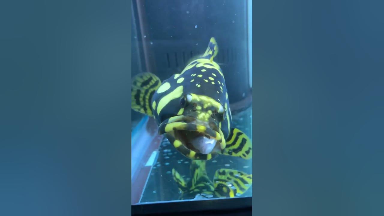 last-moments-with-my-pet-fish-youtube