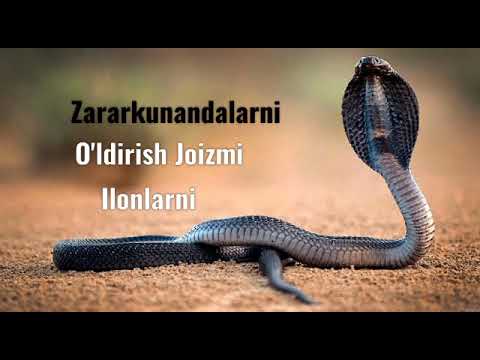 Video: Bashoratli Tushni Qanday Qo'zg'atish Kerak