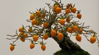 盆栽 柿の木 他石付き 柿2個実つき 盆栽 柿の木 他石付き 柿2個実つき