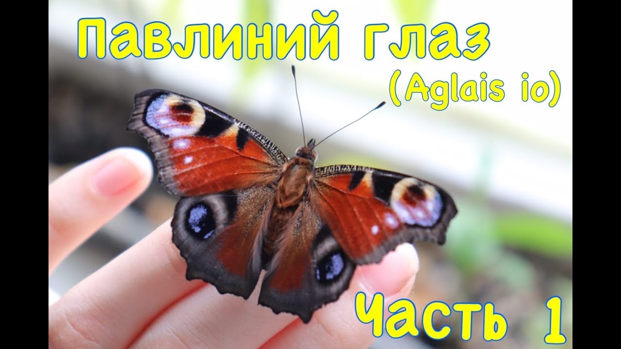 Павлиний глаз (Aglais io). Часть 1.
