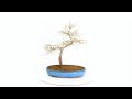 Od893  majestic european larch bonsai deciduous state