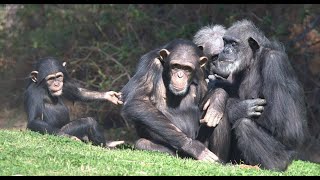 The Magnificent Lives of the Chimpanzees | Nat Geo Wild Documentary
