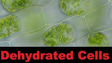 Plasmolysis and Crenation Under the Microscope