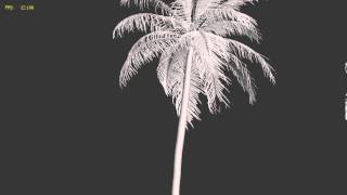 Coconut Tree Test 02