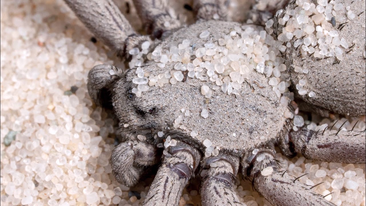 Ever had one of those days? Feeding all 4 of my 6 eyed sand spiders