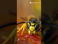 Top five animals with the most painful sting #facts #animallife #painful #sting #insects