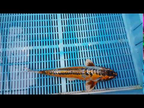 15' Kin Kujaku