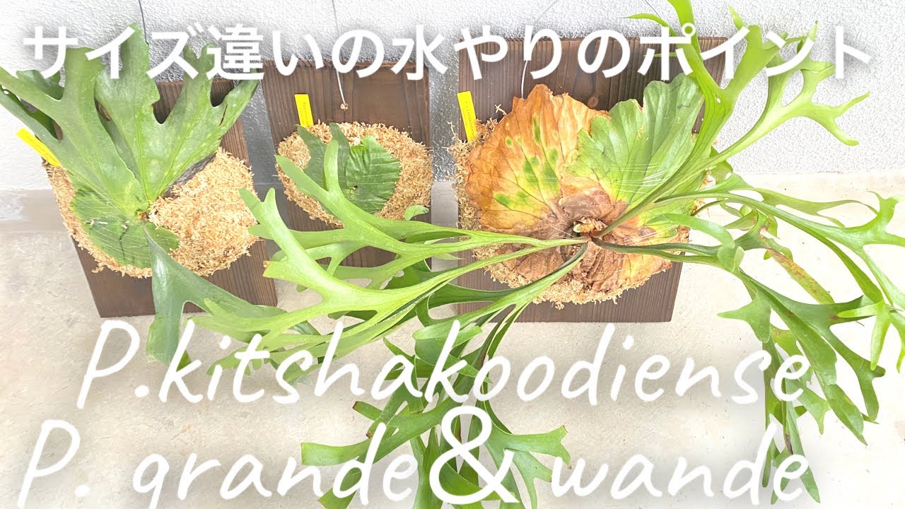 ビカクシダ キチャクッティネスプロイラターナ&グランデ&ワンダエ P