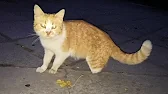 Ялта Жемчужина Крыма ʕ•ᴥ•ʔ Аня и Вика