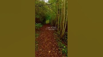 سُورَةُ التِّين. القارئ أحمد العجمي #اكسبلور #المصحف #لايك #الرحمن #راحة_نفسية #حالات_واتس