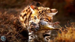 ‍⬛ AFRICAN BLACK FOOTED CAT ─ World's Deadliest, Cutest and Smallest Cat ‍⬛