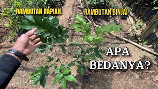Download Lagu perbedaan pohon rambutan binjai dengan rapiah MP3