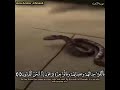 فالقئ موسى عصاه فاذا هى تلقف ما يأفكون فالقئ موسى عصاه فاذا هى تلقف ما يأفكون