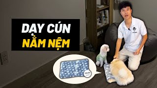 Dạy cún nằm nệm/ ổ | BossDog Vietnam