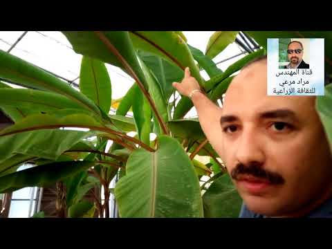 فيديو: هل يمكنك زراعة الموز في المنطقة 9: نصائح حول زراعة الموز في حدائق المنطقة 9