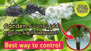 Ant and Mealy bug control | மாவுப்பூச்சி அழிப்பது எப்படி | terrace garden ideas in tamil