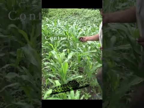 Video: ¿Qué gen controla el barrenador del maíz?