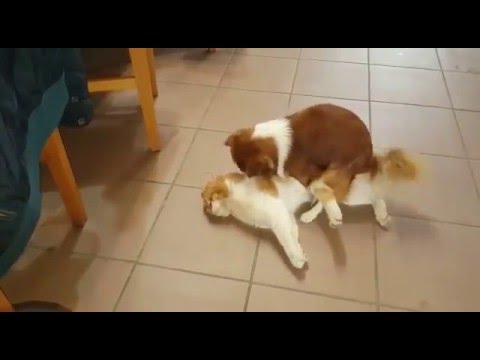 My dog fuck the cat