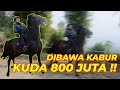 HAMPIR MASUK JURANG !! DIBAWA KABUR KUDA 800 JUTA !!