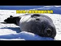 現代因紐特人捕捉海豹享受海豹大餐,用海豹皮做成衣服賺取現金 #因纽特人,海豹狩猎,极地生存,原始生活,海豹肉