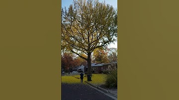 Ginko Dropping Its Leaves