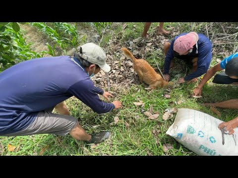 Video: Cách Bắt Chuột đồng Trong Căn Hộ