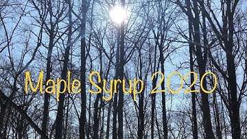 Maple Syrup 2020 Sugar Run-First Time Tapping Our Maples