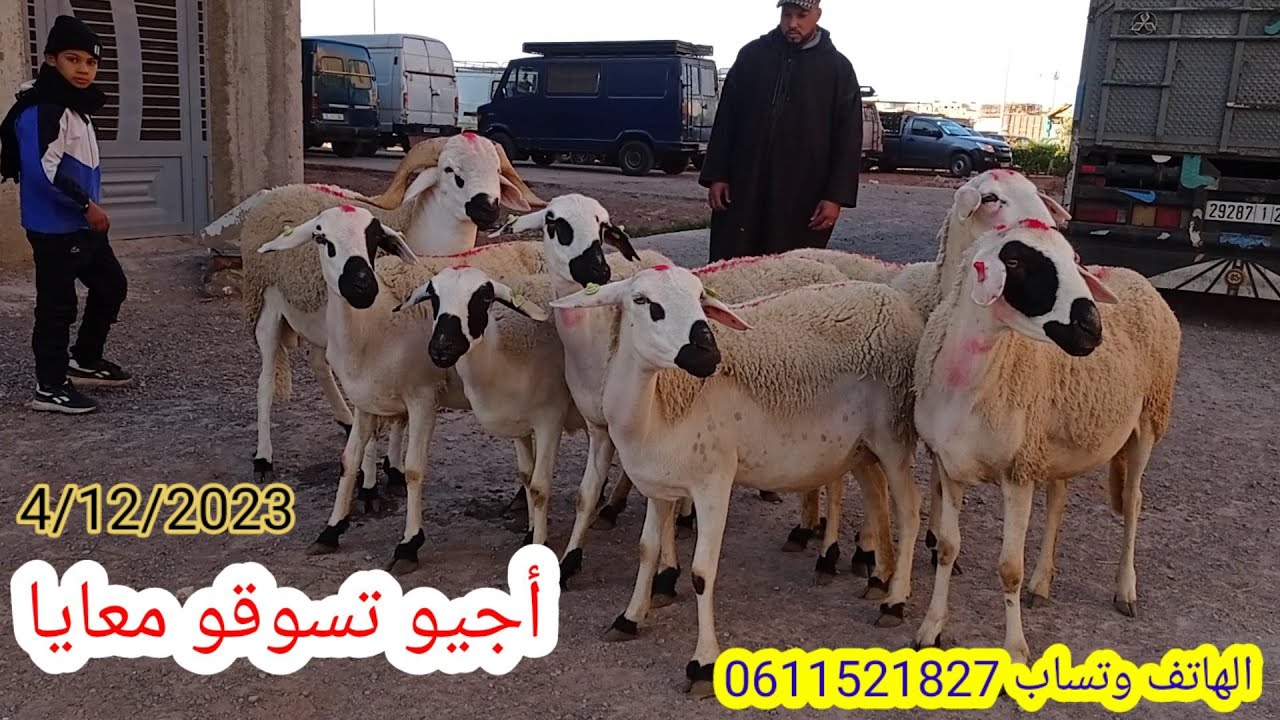 سوق الإثنين السراغنة أجيو تسوقو معايا وتعرفو على الأتمنة تقديت 6 نعجات و حولي بتاريخ 4/12/2023