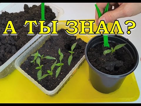 Пикируем ПЕРЕЦ правильно🔥🔥🔥4 важных УСЛОВИЯ для крепкой рассады🪴