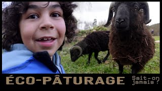 Éco-pâturage : nos moutondeuses !