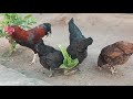 Rooster mating video F 258