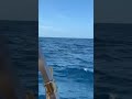 Offshore Sailfish Action today with Capt Whitecup