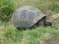 Géographie - Territoire protégé - Le parc national des Galápagos - Capsule complète 