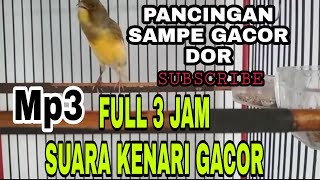 Full 3 JAM Nonstop suara kenari gacor cocok buat pancingan dan masteran