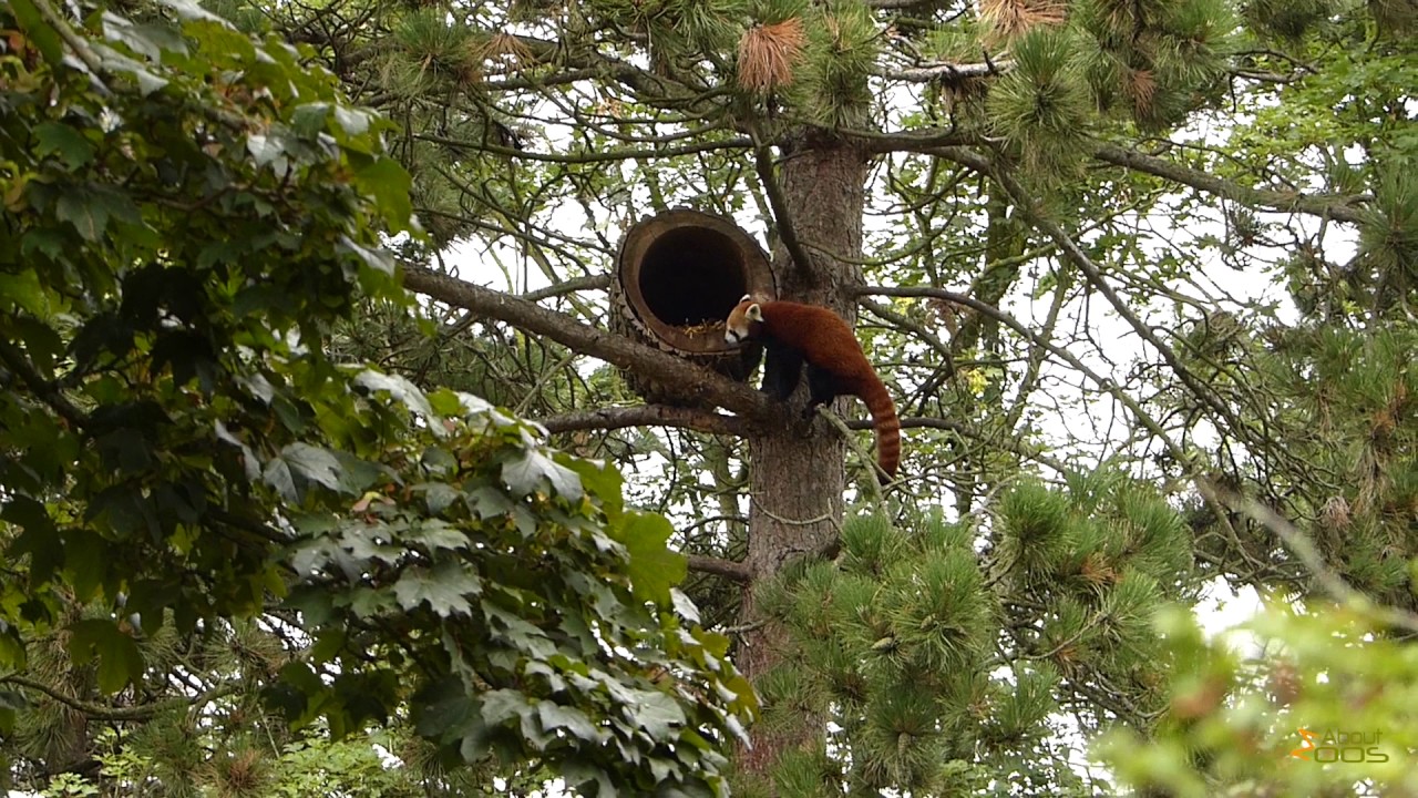 Red panda looking for its next place to sleep at Avifauna Bird Park